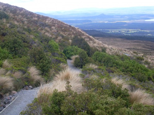 Vegetation along the Tongariro Crossing.