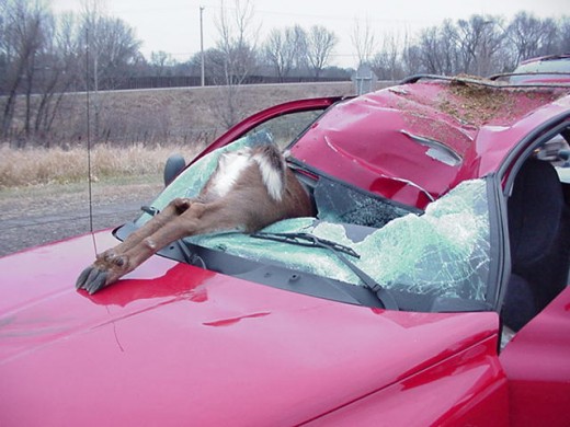 Dangerous Deer Strike Accident