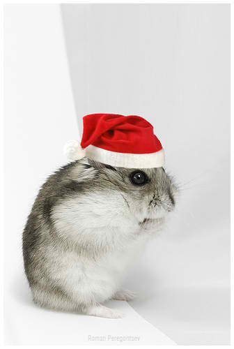 Merry Christmas!