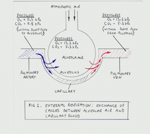 exchange of gasses Gas exchange: the primary function of the lungs involving the transfer of oxygen from inhaled air into the blood and the transfer of carbon dioxide from the blood. exchange of gasses Gas exchange: the primary function of the lungs involving the transfer of oxygen from inhaled air into the blood and the transfer of carbon dioxide from the blood.