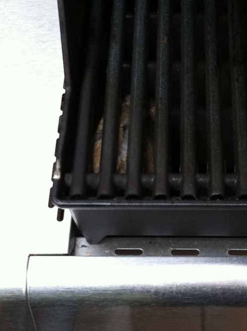 How to Kill Rats, Inside and Outside How to Kill Rats, Inside and Outside