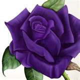 a purple rose..........