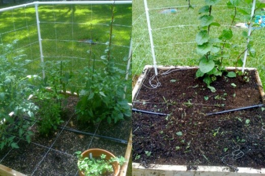 Left- partially fenced garden; Right- garden after the dogs destroyed it