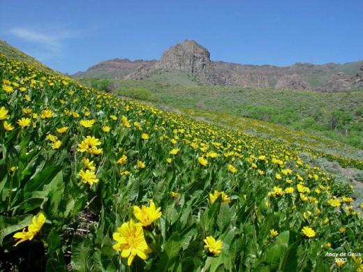 Spring flowers in the Nevada desert