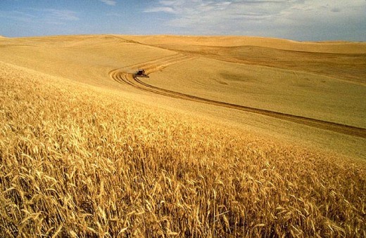Wheat harvest on the Palouse, Idaho, USA 