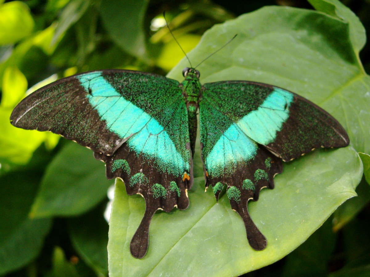 Blue Swallowtail Butterfly Facts 74