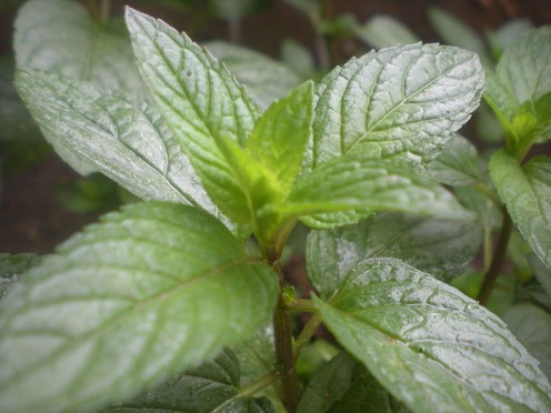 Peppermint, one of the best herbs for indigestion