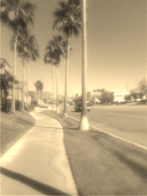 Here is a sepia colored photograph of a palm tree lined street, which evokes images of 1920s Southern California.