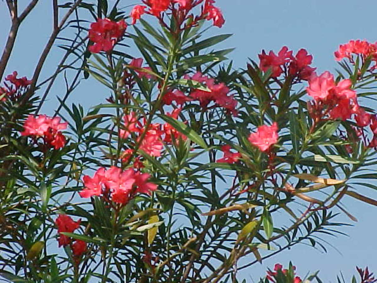 What are oleander bushes?