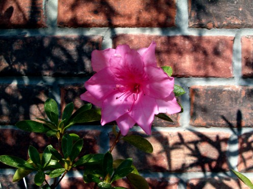 Pretty in pink, this azalea didn't mind some shade.  A very eyecatching shrub.  Photo taken in NW Texas.