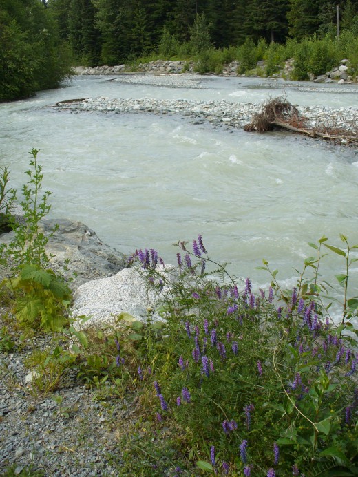 Some pretty wildflowers by the river that runs through Whistler