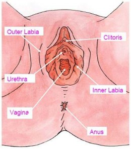 Vagina Ejucalation 93