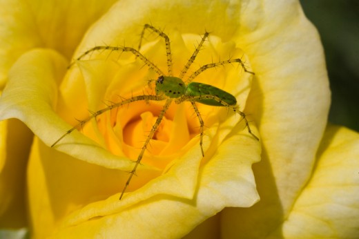 Macro image - green spider was about 1 inch in length.