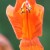 Tecomaria capensis, one of my favourite South African flowers. Photo Tony McGregor Tecomaria capensis, one of my favourite South African flowers. Photo Tony McGregor