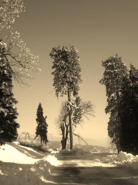 A magnificent tree in the San Bernardino Mountains in sepia tones.