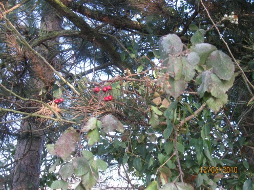 Hawthorn Berries.  December 2010. Copyright Tricia Mason