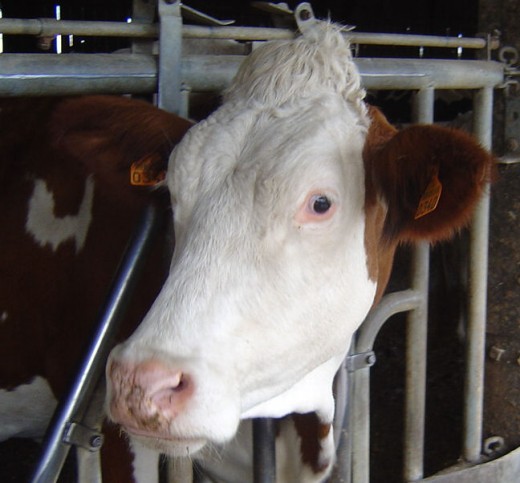 Limousin dairy cows produce wonderful milk
