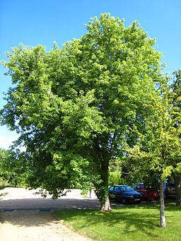 silver maple trees for sale