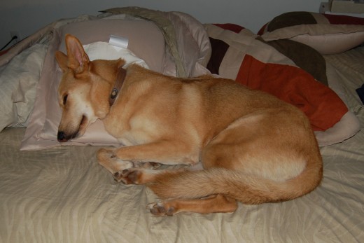 Busa seems to be taking the whole 'stay off of the new bed' rule real seriously.