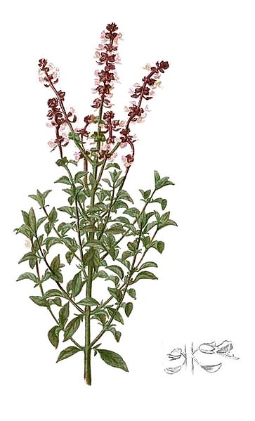 Basil with some of the blooms, artists rendition
