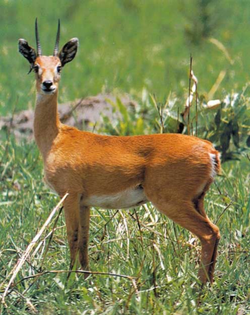 Oribi Antelope