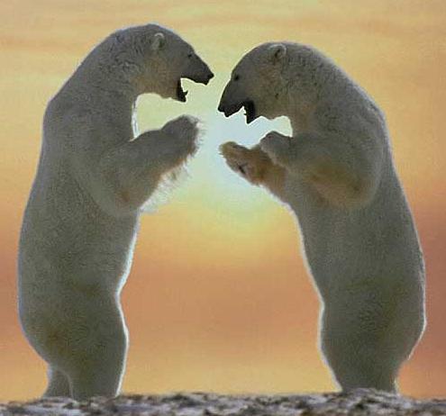 Even Polar Bears Worship The Sun