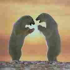 Young polar bears credit komar.org
