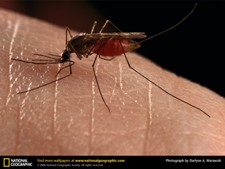 Mosquito dangerous attack