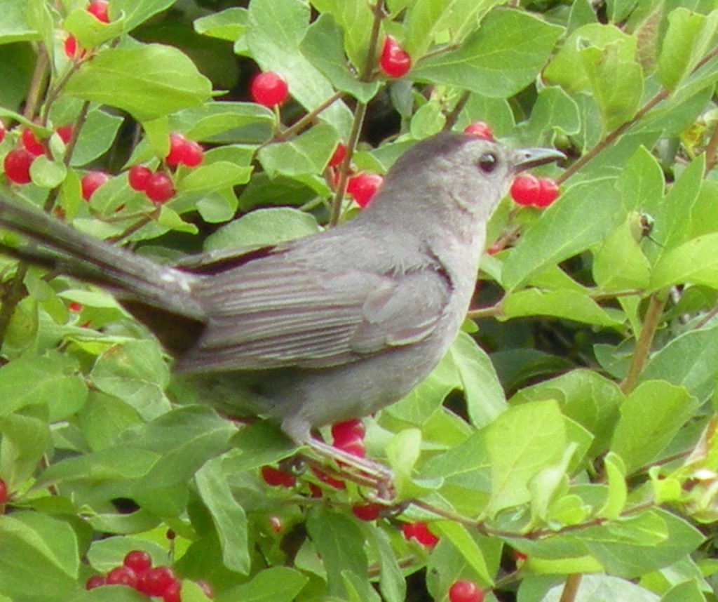 Great Gifts for Birdwatchers HubPages