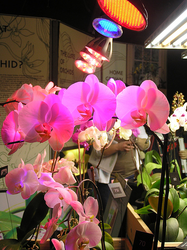 Even flowers can be successfully grown indoors under LED grow lights