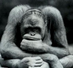 http://s3.hubimg.com/u/4261558_f248.jpg