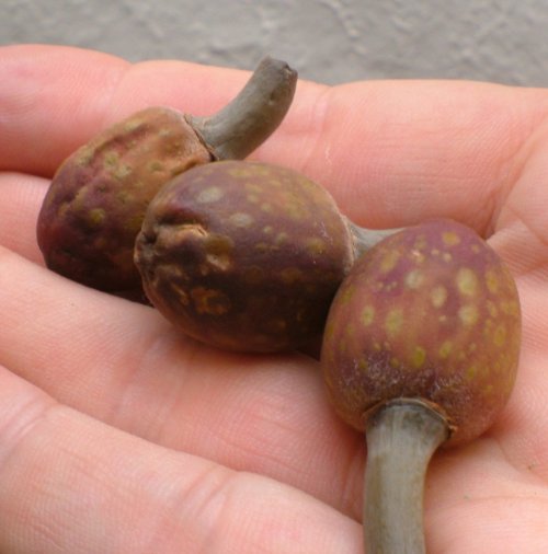 Moreton Bay Fig fruit