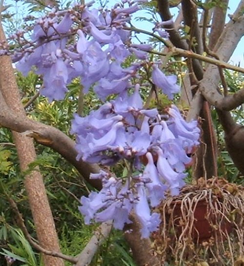 Jacaranda flowers