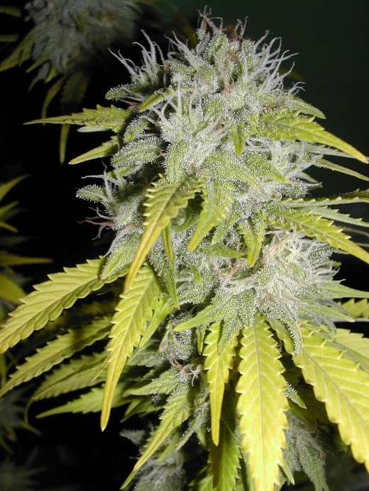 Fat Legal Medical Marijuana Bud