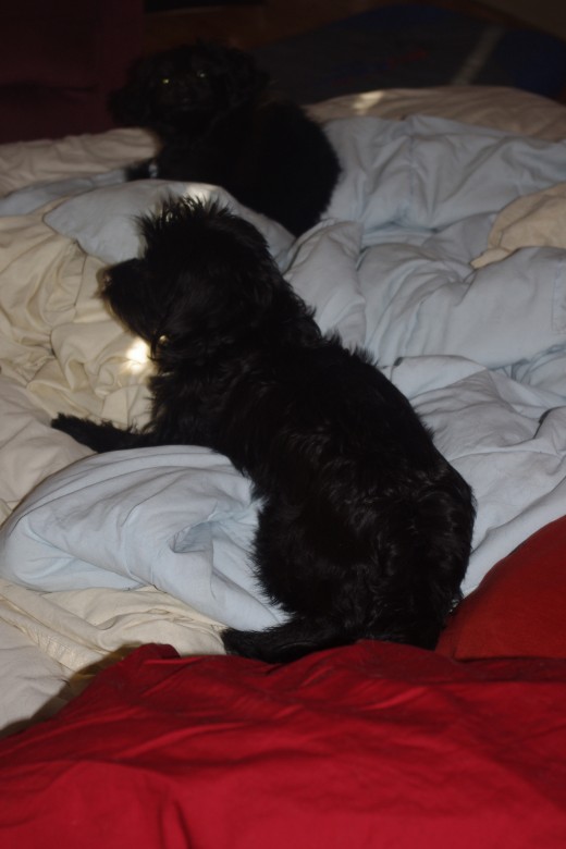 Lady and Bella (foreground)
