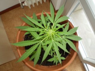 How To Grow Weed Indoors - The Legal Way