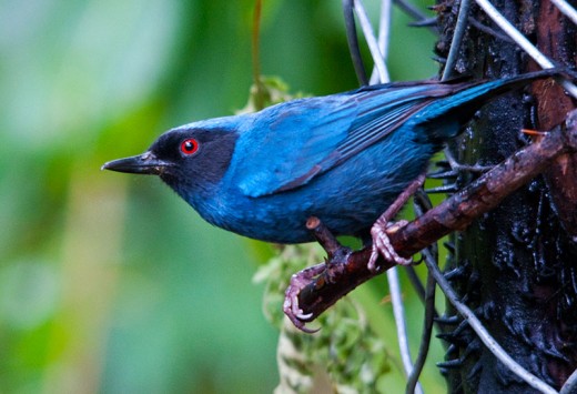 Masked Flowerpiercer (Diglossopis cyanea)