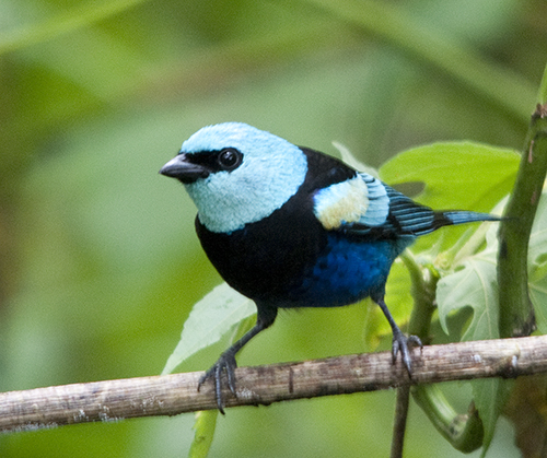 Blue-necked Tanager (Tangara cyanicollis)