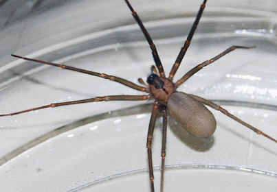 The Brown Recluse