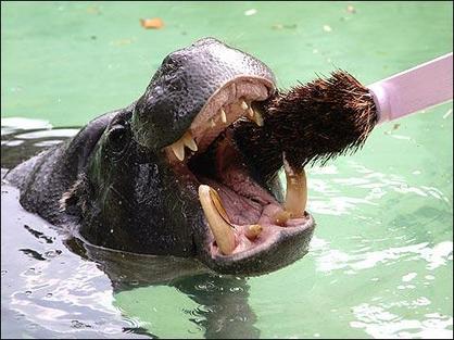 Keeping a Hippo's teeth clean is an important health and hygiene concern.