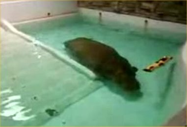 Deplorable captive conditions for any creature. This tiny pool is truly undersized for such a large and powerful exotic animal like the Hippo.