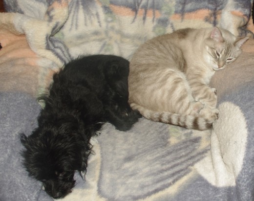 Snuggle buddies