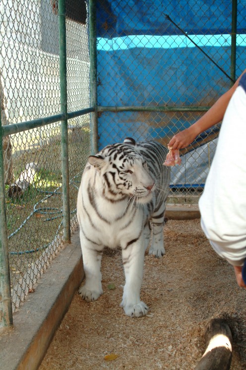 Inside the white tiger enclosure, we had the chore of  feeding this tiger up close and personal. She loves raw chicken breast.