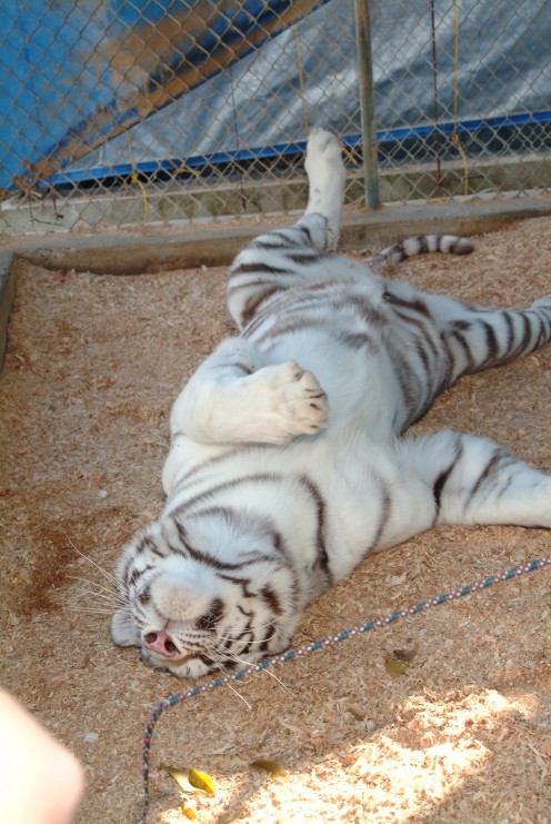 Here we see this white tiger in full kitty-cat roll. It was just  amazing to witness how alike our house cats are to these big zoo cats.