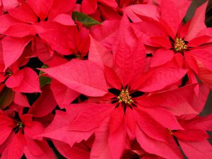 Happy Holidays