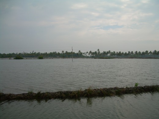 Ernakulam - coastal area