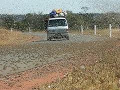Not one of our pictures but nevertheless shows what you are up against with locusts on the road