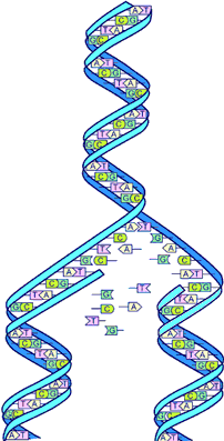 Replicating DNA