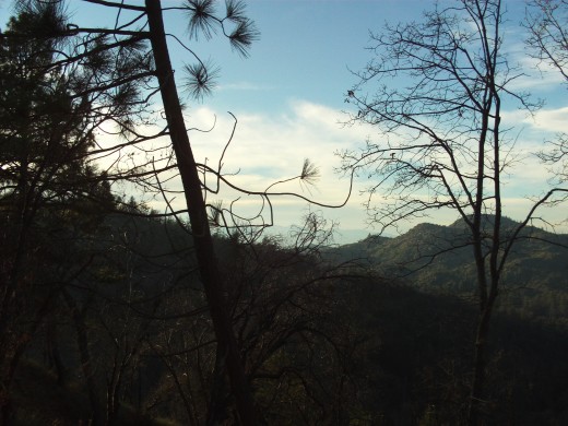 A view of pine tree and oak tree branches looking out towards a cloud covered Mount Baldy.