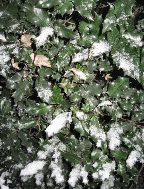 Holly in Winter. Copyright Tricia Mason. Dec. 2010